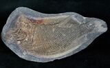 Pteronisculus Fossil Fish From Madagascar - Triassic #14930-1